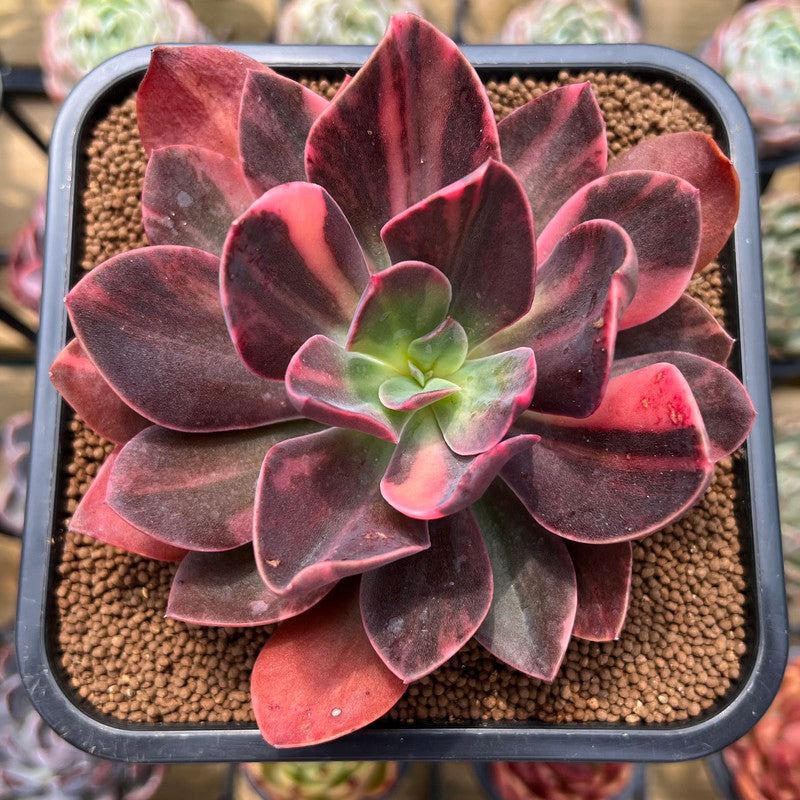 red prince succulent Echeveria 'Hanaikada' Variegated 4" Large Succulent Plant Cutting