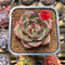 Echeveria Agavoides 'Space Rose' 2" New Hybrid Succulent Plant Cutting