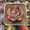Echeveria Agavoides 'Space Rose' 2" New Hybrid Succulent Plant Cutting
