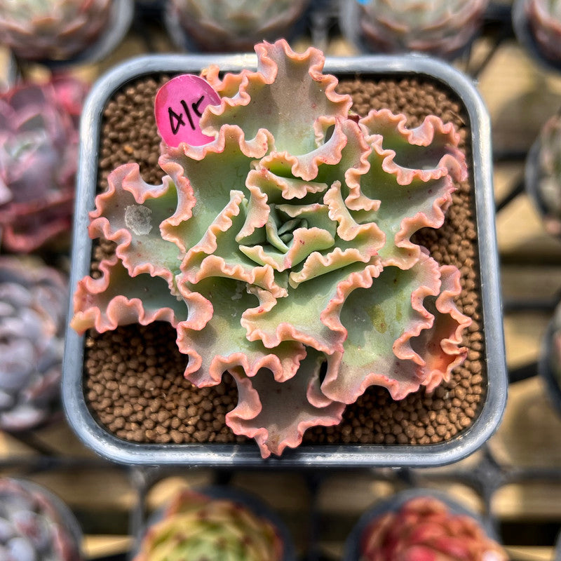 blue wave succulent Echeveria 'Blue Wave' 2
