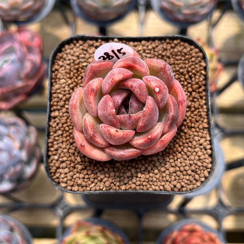 mr succulent Echeveria 'Mr. Pink' 2