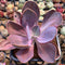 Pachyveria 'Violescens' Extra Large 6" (AKA Pachyveria Myrtilla) Succulent Plant Cutting