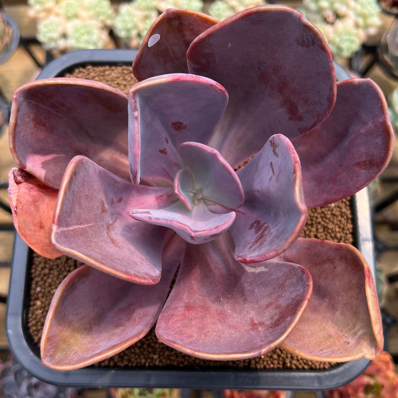 large purple succulent Pachyveria 'Violescens' Extra Large 6" (AKA Pachyveria Myrtilla) Succulent Plant Cutting