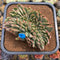 Echeveria 'Maria' Variegated Crested Large 4"-5" Succulent Plant Cutting