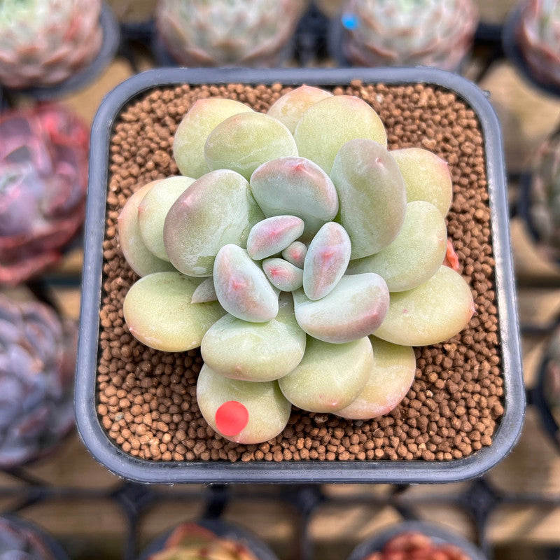 ball succulent plant Graptoveria 'Chubby Ball' 2" Succulent Plant Cutting