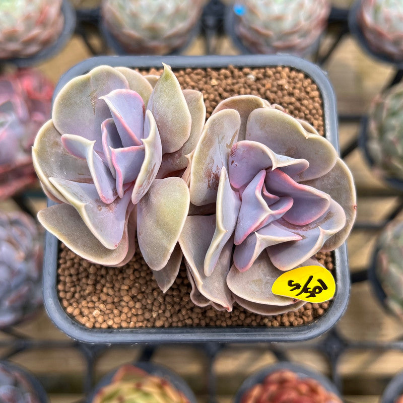 succulent butterfly plant Echeveria 'Butterfly' 2" Succulent Plant Cutting