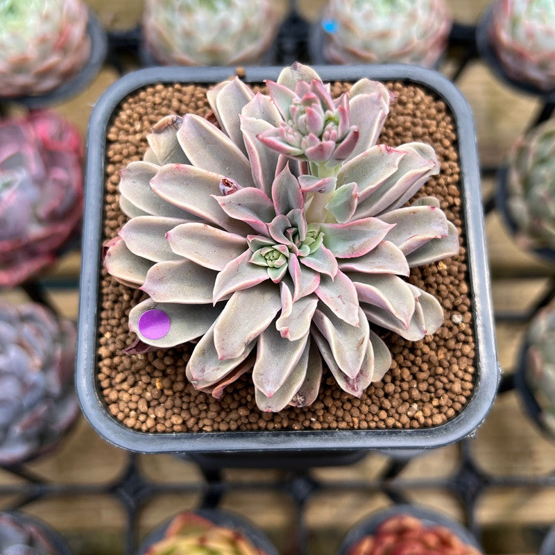 fantastic fountain succulent Echeveria 'Fantastic Fountain' 2" Succulent Plant Cutting