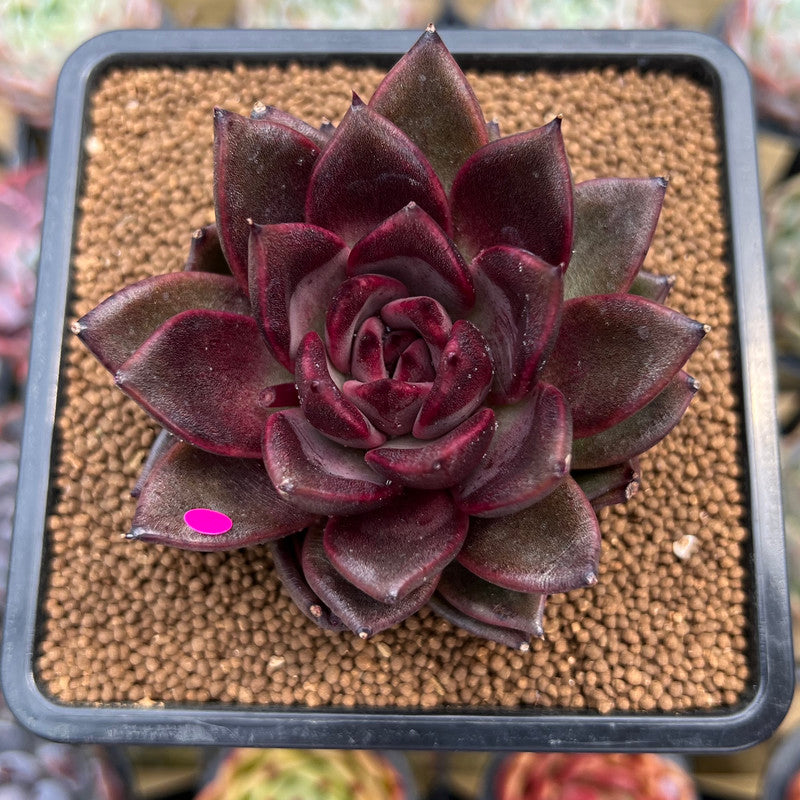 succulent plants cats Echeveria 'Cats Eye' 3