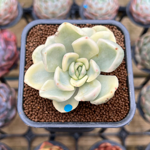 Pachyveria 'Worthy One' Variegated 2" Succulent Plant Cutting