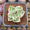 Echeveria Agavoides 'Elkhorn' Variegated 2" Succulent Plant Cutting