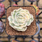 Echeveria 'Onslow' Variegated 2" Succulent Plant Cutting