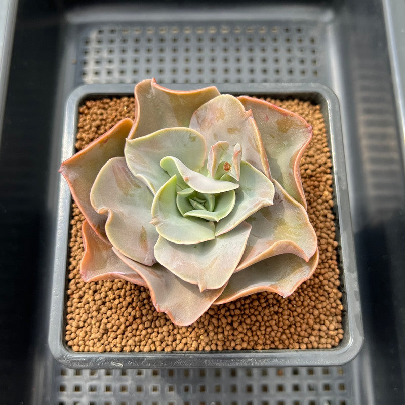 succulent mango Echeveria 'Mango Farm' 3