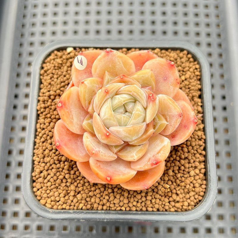purple heart succulent plant Echeveria 'Purple Heart' 2" Succulent Plant Cutting