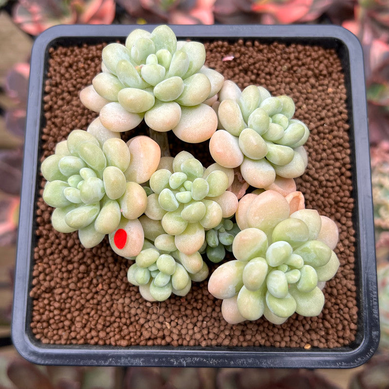 succulents price philippines Graptopetalum 'Rococo' 3" Cluster Succulent Plant Cutting