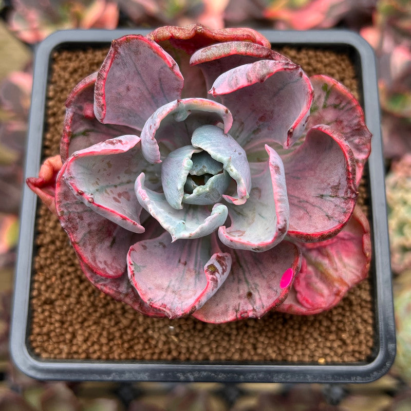 beyonce succulent Echeveria 'Beyonce Rainbow' Variegated 2