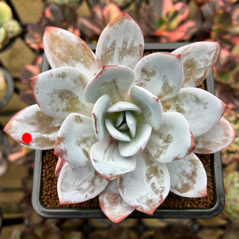 white lotus succulent Echeveria 'White Lotus' 3"-4" Succulent Plant Cutting