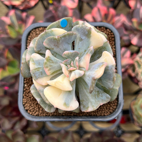 Echeveria 'Cubic Frost' Variegated 2"-3" Succulent Plant Cutting