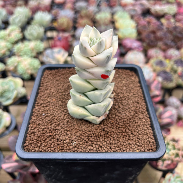 Crassula 'Moonglow' Variegated 2"-3" Extra Tall Succulent Plant Cutting