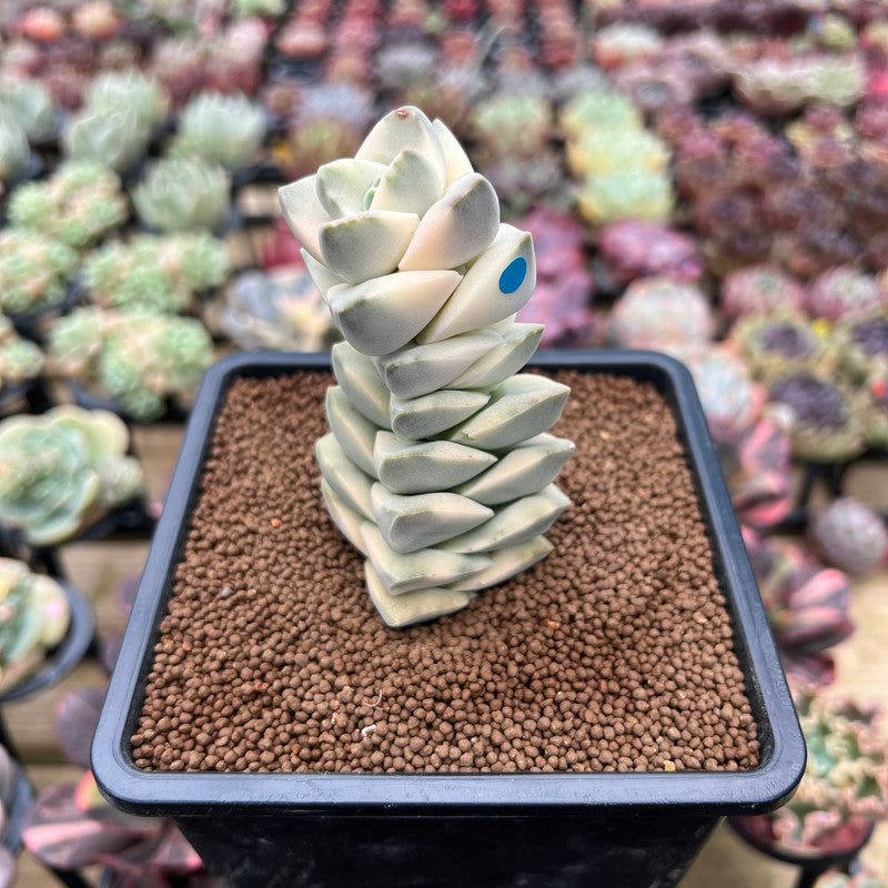 Crassula 'Moonglow' Variegated 2