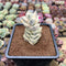 Crassula 'Moonglow' Variegated 2"-3" Extra Tall Succulent Plant Cutting