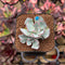Echeveria Strictiflora 1"-2" Succulent Plant Cutting