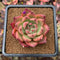 Echeveria Agavoides 'Honey Pink' 3" Succulent Plant Cutting