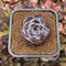 Echeveria 'Dark Opal' 2" Succulent Plant Cutting