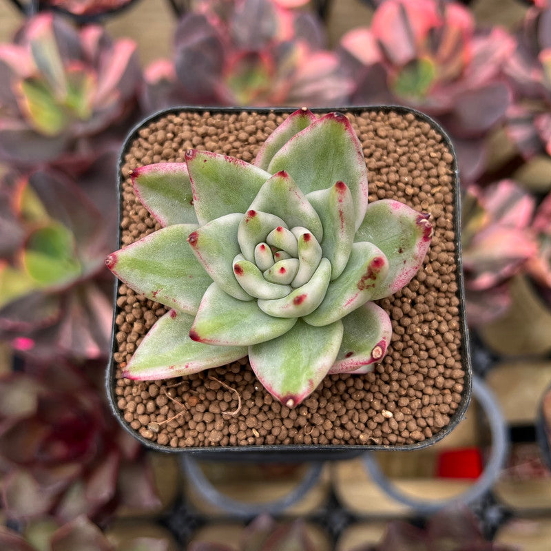 elkhorn plant succulent Echeveria 'Elkhorn' Variegated 1"-2" Succulent Plant Cutting