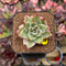 Echeveria 'Elkhorn' Variegated 1"-2" Succulent Plant Cutting