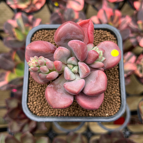 Graptopetalum 'Polari Heart' 2" Succulent Plant Cutting