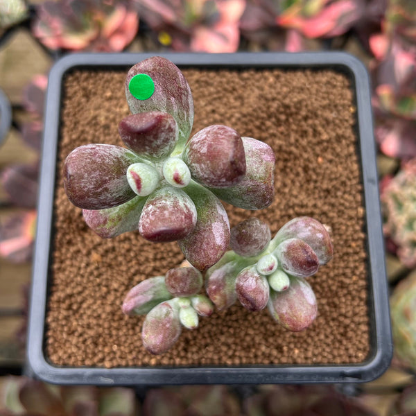 Cotyleydon Orbiculata Var. 'Hoppi' Variegated Cluster 2" Succulent Plant Cutting