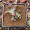 Cotyleydon Orbiculata Var. 'Hoppi' Variegated Cluster 2" Succulent Plant Cutting