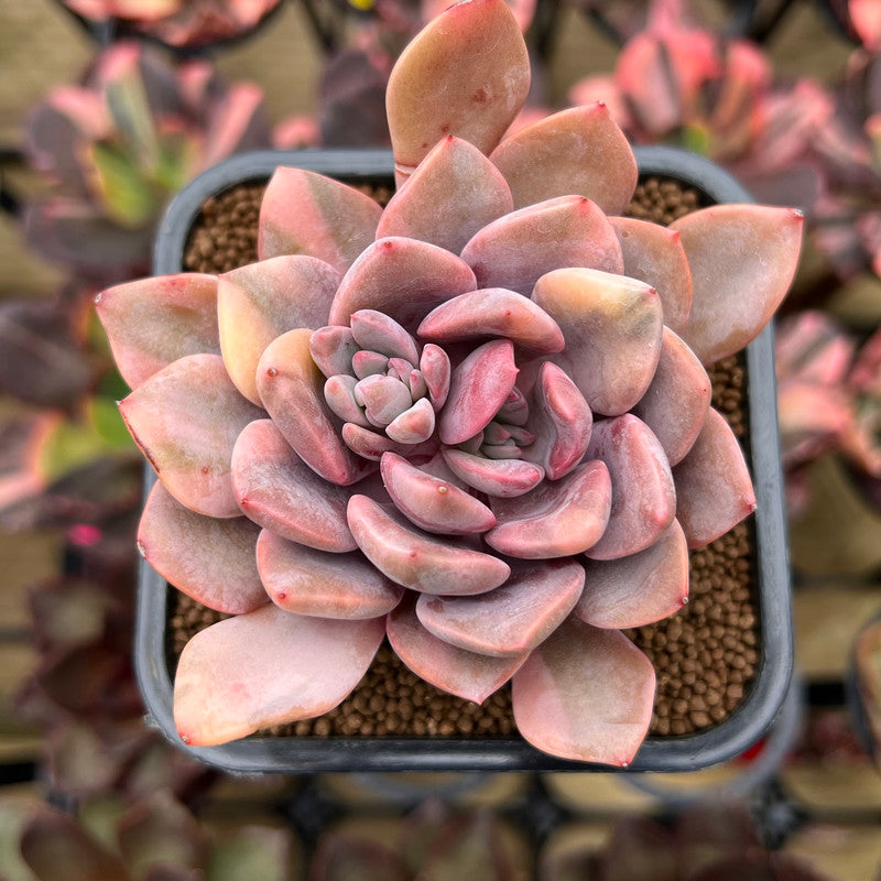 debbie succulent Graptoveria 'Debbie' Variegated 2"-3" Succulent Plant Cutting