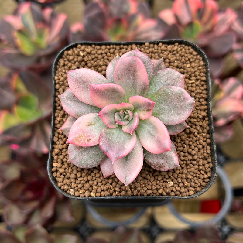 variegated succulent with pink flowers Echeveria 'Pink Prince' (Variegated Black Prince Variant) 2" Succulent Plant Cutting