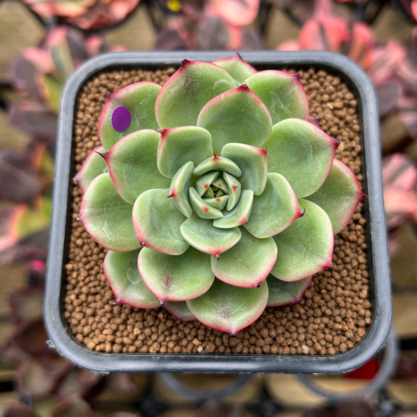 Echeveria 'Starboss' Lightly Variegated 2" Succulent Plant Cutting