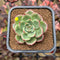 Echeveria 'Starboss' Lightly Variegated 2" Succulent Plant Cutting