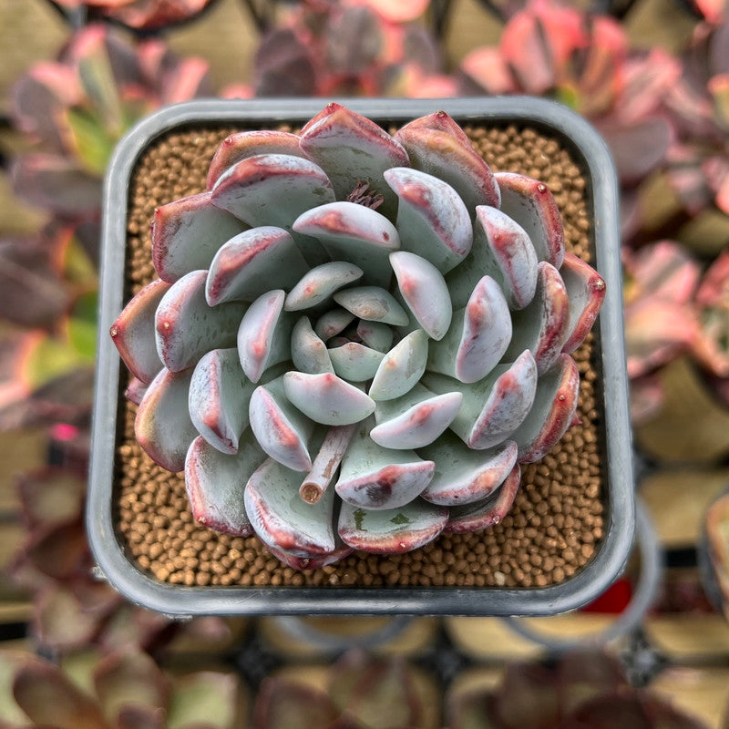 pink purple succulent plant Echeveria 'Purple Light' 2"-3" Succulent Plant Cutting