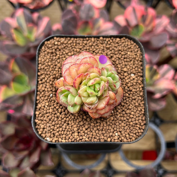 Sedeveria 'Rolly' 1" Succulent Plant Cutting