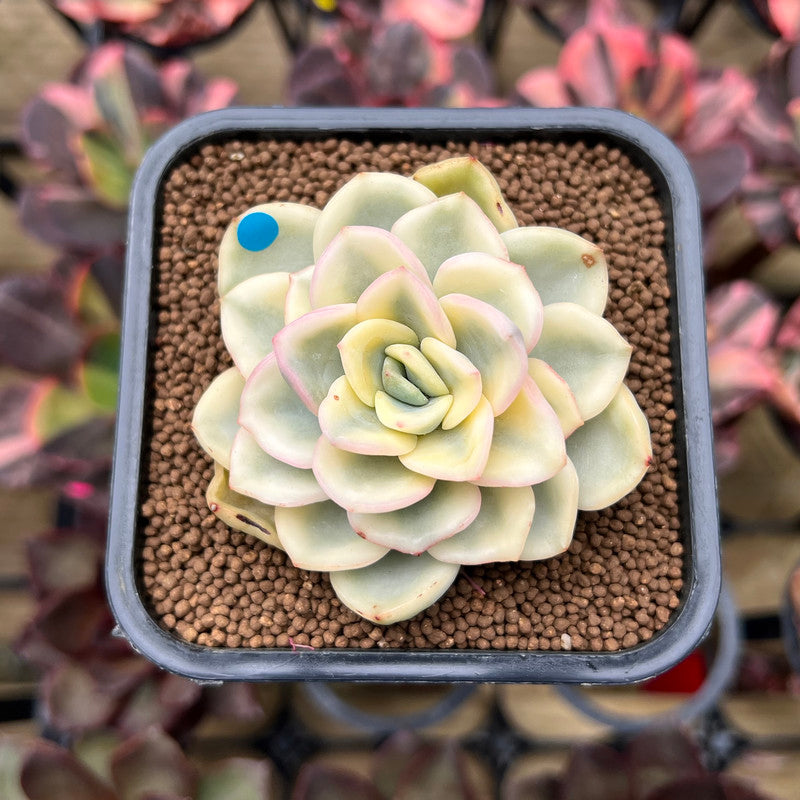 one succulent plant Pachyveria 'Worthy One' Variegated 2