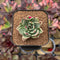 Echeveria Agavoides 'Blanco Maria' Variegated 1" Succulent Plant Cutting