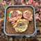 Echeveria 'Onslow' x 'Sugar Heart' 2" Succulent Plant