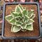 Echeveria Agavoides 'Elkhorn' Variegated 3" Succulent Plant Cutting