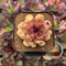 Echeveria 'Elly' ('Blood Queen' x 'Elegans') 2" Flower Village Original Hybrid Succulent Plant Cutting