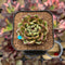 Echeveria 'Magic Coco' 2" Succulent Plant Cutting