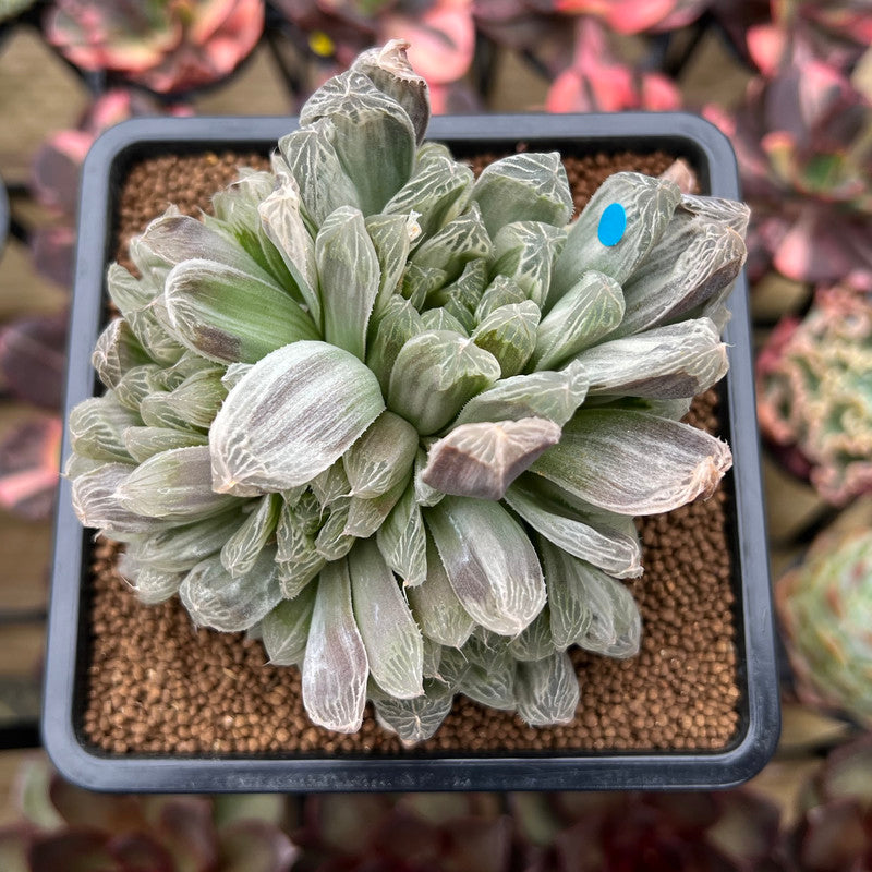 haworthia cooperi succulent plant Haworthia 'Cooperi' Variegated 4" Succulent Plant Cutting