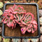 Echeveria 'Luella' Crested 3" Succulent Plant Cutting