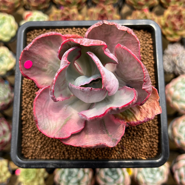 Echeveria 'Flying Cloud' Variegated 2"-3" Succulent Plant Cutting