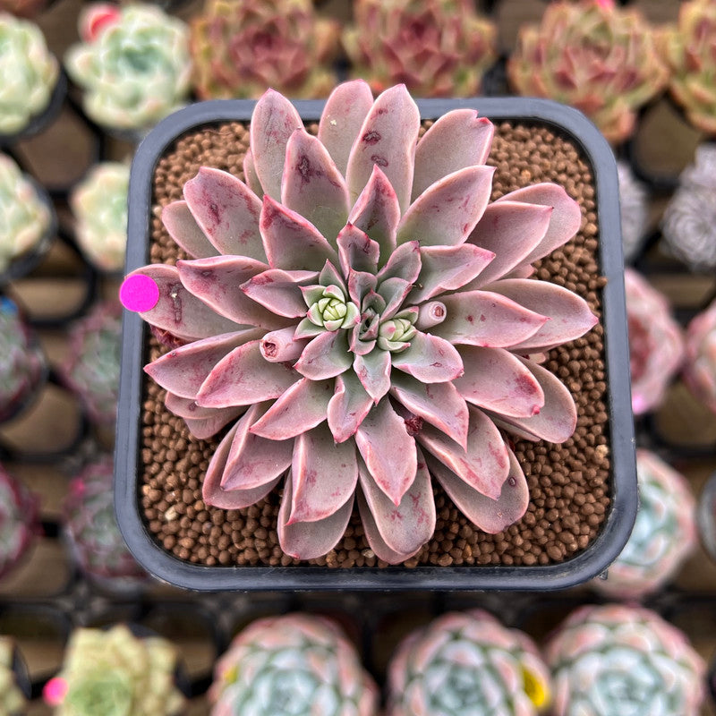 fantastic fountain succulent Echeveria 'Fantastic Fountain 2" Succulent Plant Cutting