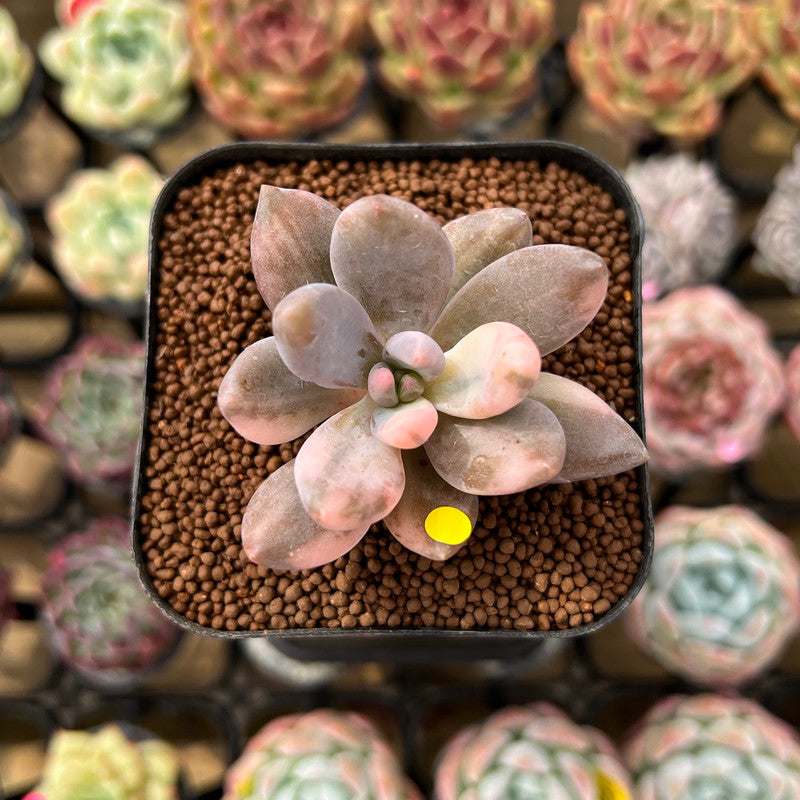 mist succulents Pachyveria 'Blue Mist' 1" Succulent Plant Cutting
