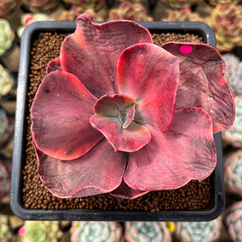 succulents phoenix Echeveria 'Red Phoenix' Variegated 2